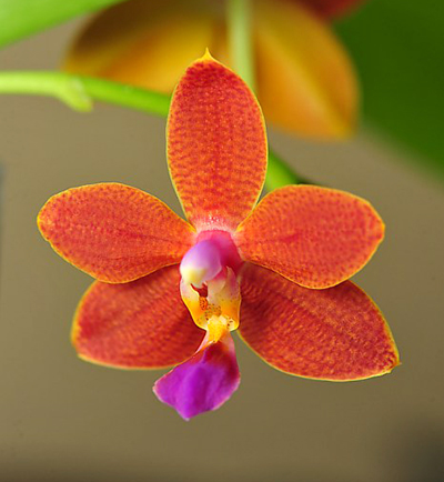 Phalaenopsis I-Hsin Salmon
