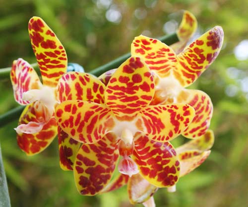Phalaenopsis Jade Gold (gigantea x venosa)