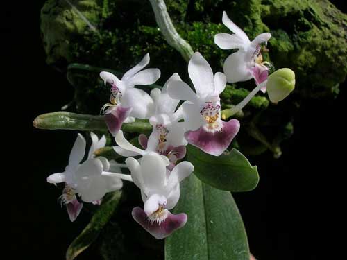 Phalaenopsis parishii