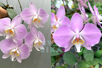 Phalaenopsis sanderiana