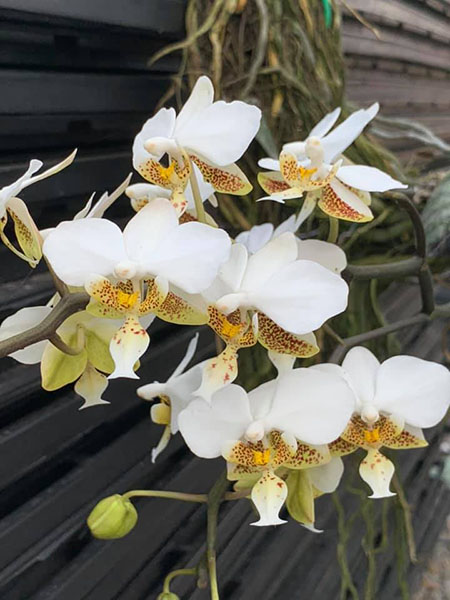 Phalaenopsis stuartiana