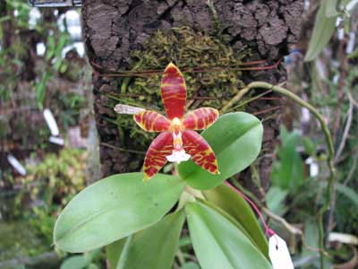 Phalaenopsis amboinensis x violacea