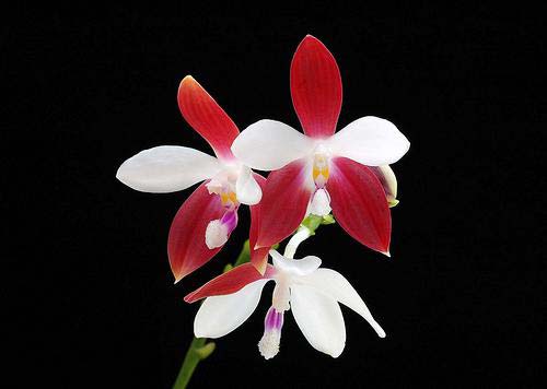 Phalaenopsis tetraspis 'C#1'