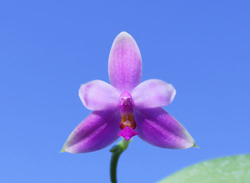 Phalaenopsis violacea