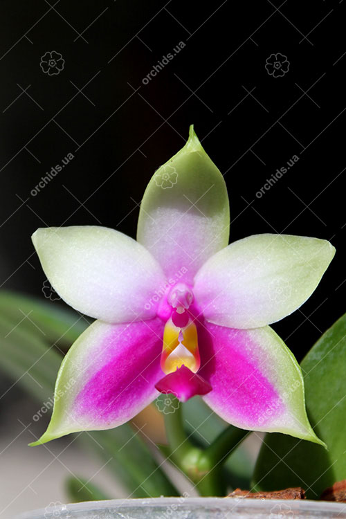 Phalaenopsis bellina x self