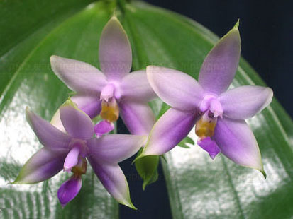 Phalaenopsis violacea var coerulea