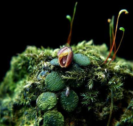 Phloeophila echinata