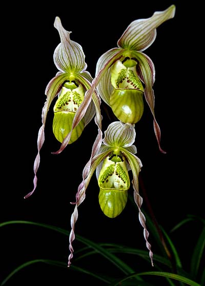 Phragmipedium pearcei