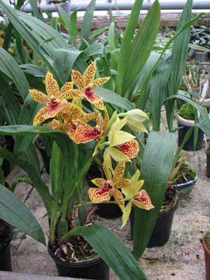 Propetalum Hark
