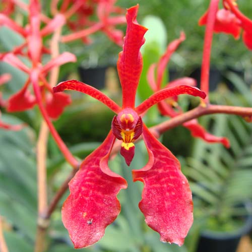 Renanthera Kalsum-stori