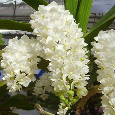 Rhynchostylis gigantea white