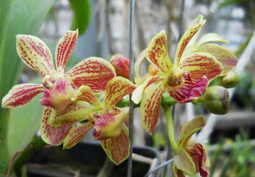 Rhynchovanda Chang Thai