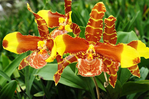 Rossioglossum 'Rawdon Jester' (Rossioglossum grande x Rossoiglossum williamsianum)