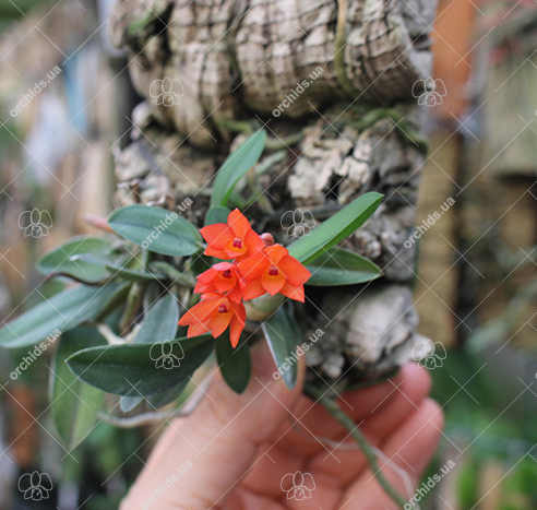Sophronitis cernua