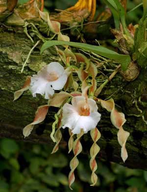 Trichopilia tortillis