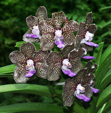 Vanda Mimi Palmer Fragrance