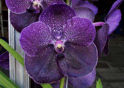 Vanda Robert Delight 'Black'