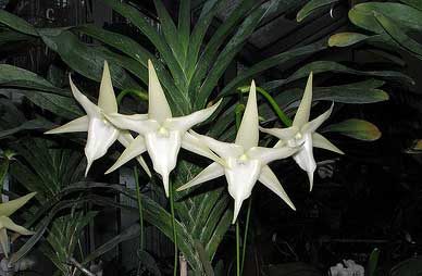 Angraecum sesquipedale