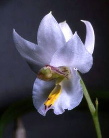 Barkeria fritz halbingeriana