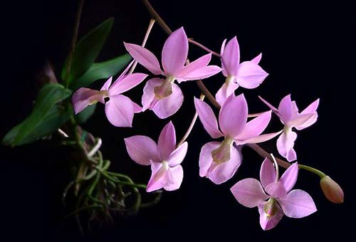 Barkeria naevosa x Barkeria halbingerii