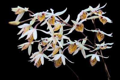 Barkeria obovata