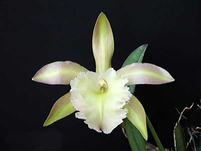 Rhyncholaelia Aristocrat  (Brassavola glauca x Brassavola digbyana)