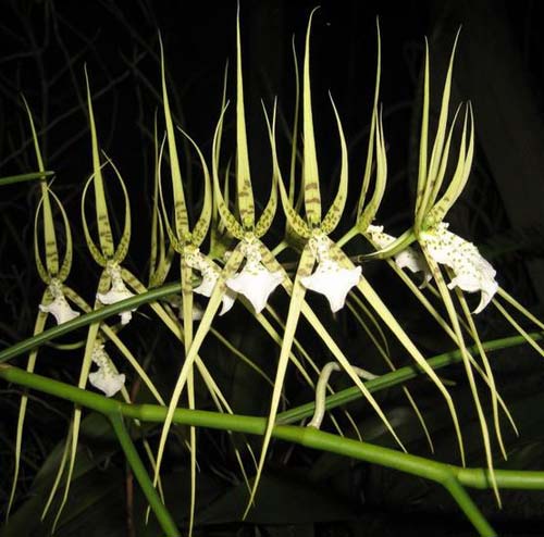 Brassia verrucosa