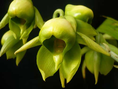 Catasetum viridiflavum