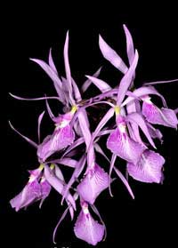 Encyclia adenocaula
