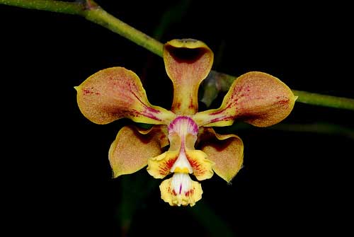 Encyclia diota