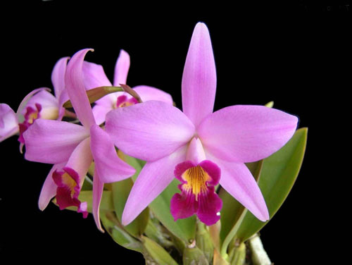 Laelia anceps guerrero x Laelia sincorana