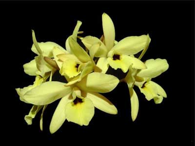 Laelia aurea