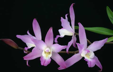 Laelia autumnallis