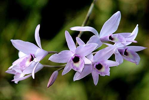 Laelia rubescens