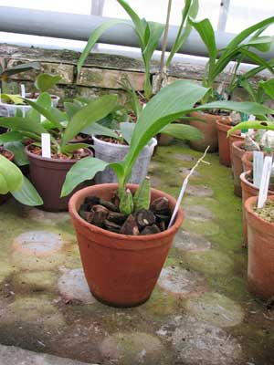 Lycaste cruenta