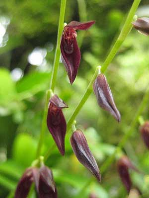 Pleurothallis stellis