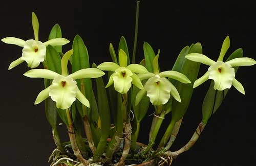 Rhyncholaelia glauca