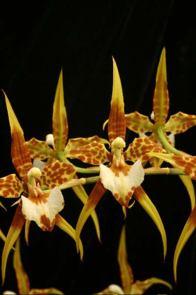 Rhynchostele cordatum