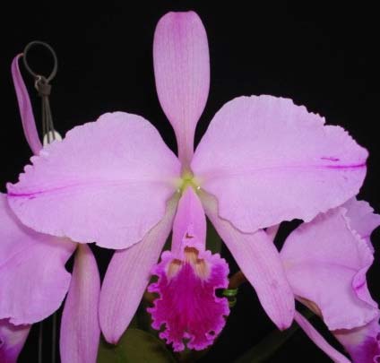 Cattleya warneri integra escura 'AWZ' x Cattleya warneri flameada