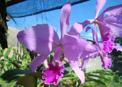 Cattleya warneri orlata flameada x Cattleya warneri integra flameada