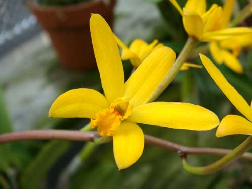Laelia gloedeniana x Laelia gloedeniana