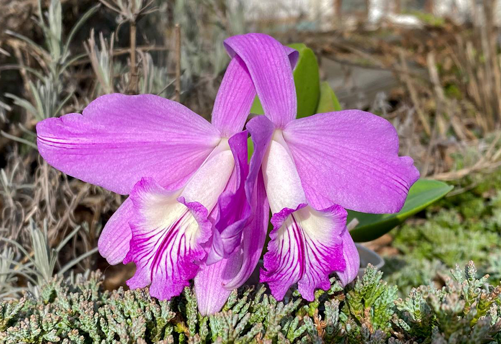Laelia sincorana XXXX x Laelia sincorana coerulea