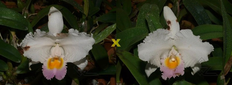 Cattleya trianae amesiana A x Cattleya trianae amesiana B
