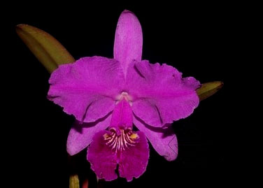 Cattleya lueddemanniana 'Negrita' x Cattleya lueddemanniana 'Dark'