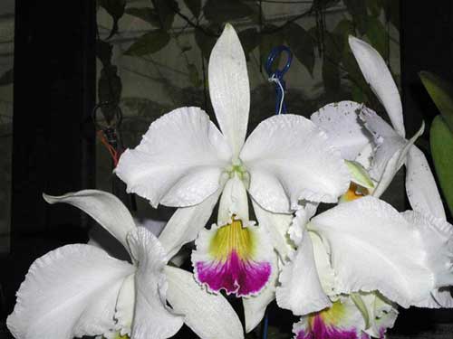 Cattleya warneri semi alba 'Alto Sapucaia' x Cattleya warneri semi alba 'Guindani'