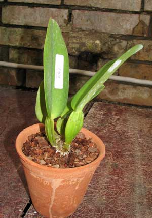 Cattleya warneri semi alba 'Alto Sapucaia' x Cattleya warneri semi alba 'Guindani'