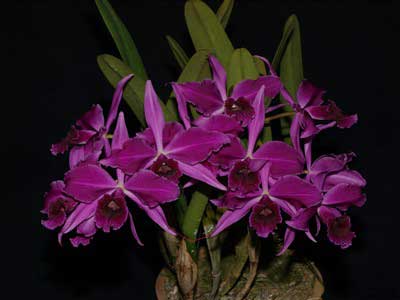 Laelia purpurata atropurpurea (rubra) \'Black\' x SELF