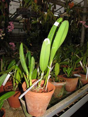 Laelia purpurata atropurpurea (rubra) \'Black\' x SELF