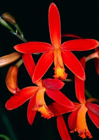 Laelia millerii BV x Laelia millerii 'Cristiane'