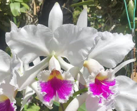Cattleya labiata semi-alba 'Marina' x labiata semi-alba sanguinea 'A Paccione'